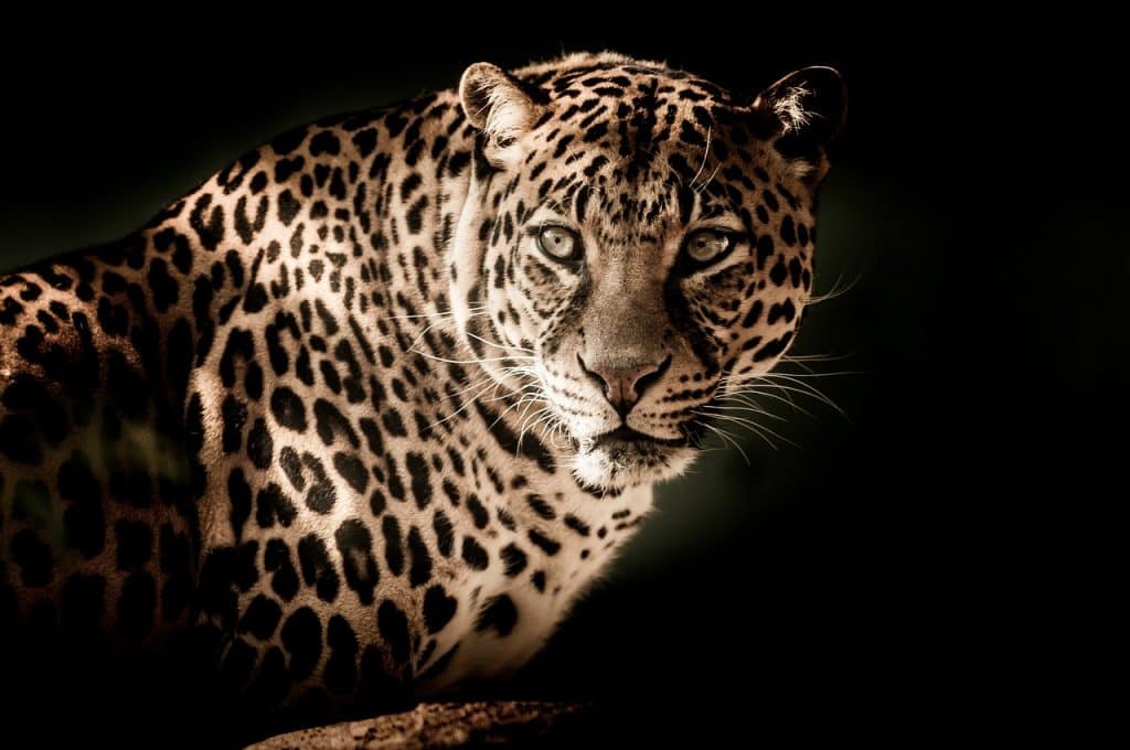 Carnivore