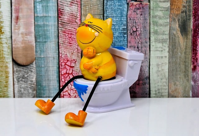 Diarrhea Carnivore Diet
