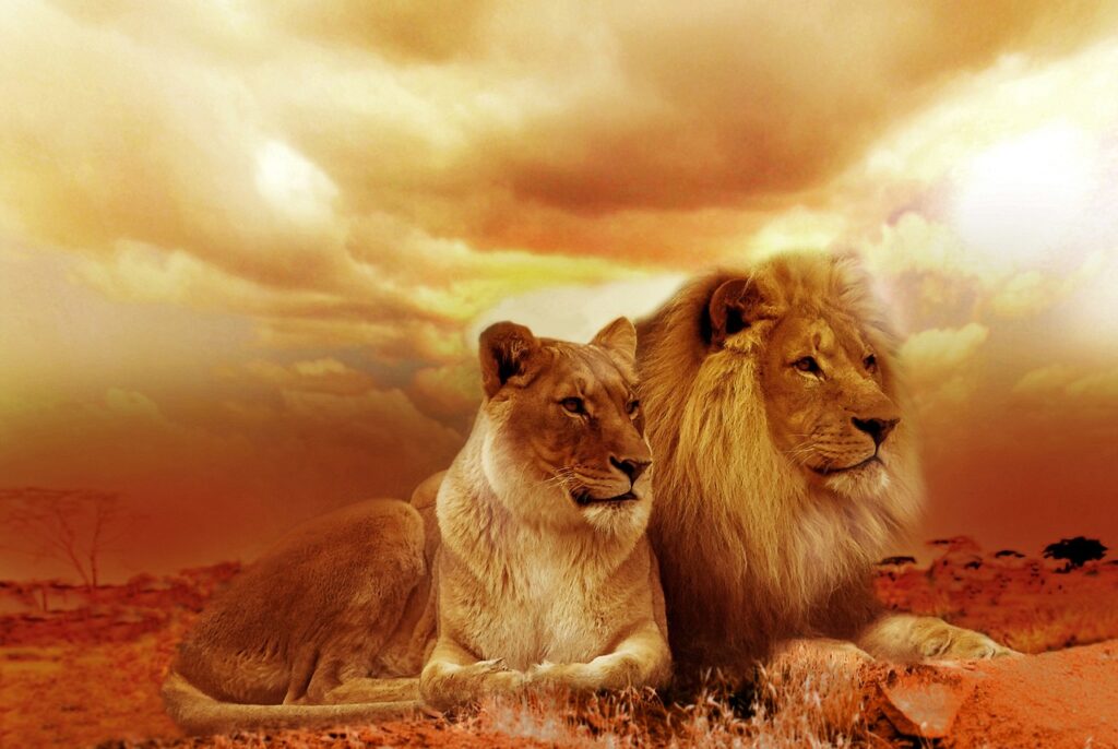 what is a hypercarnivore diet